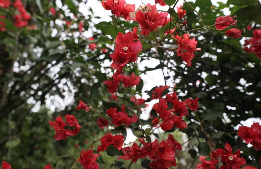 7 Pines Kasauli-1