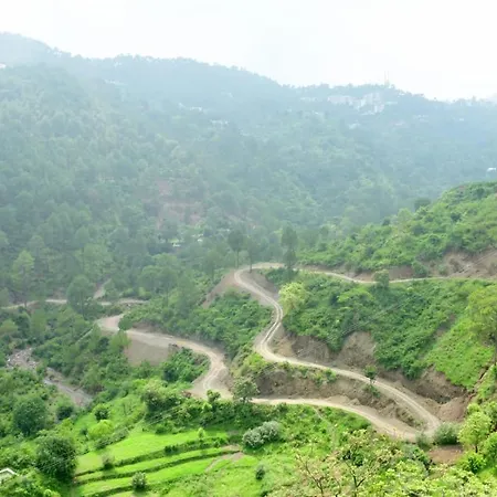 Pleasing Pine'S # Kasauli Vally#-3