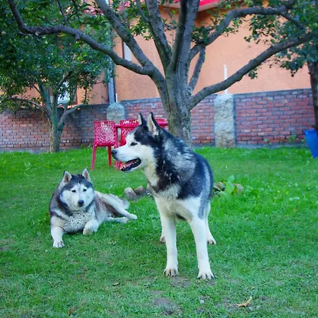 The Husky Lodge And Cafe-2