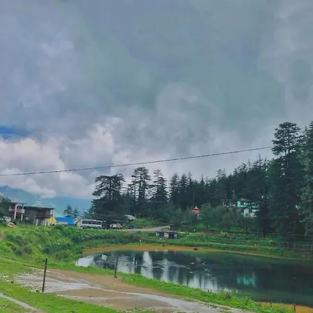Himalayan Cedar-3